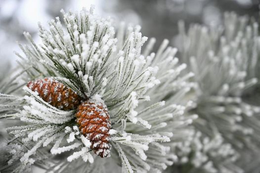 Beautiful winter frost. Branches of pine and cones in nature.