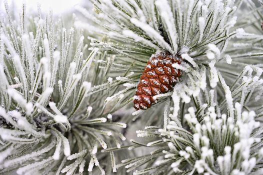 Beautiful winter frost. Branches of pine and cones in nature.