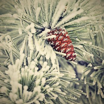 Beautiful winter frost. Branches of pine and cones in nature.