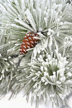 Beautiful winter frost. Branches of pine and cones in nature.