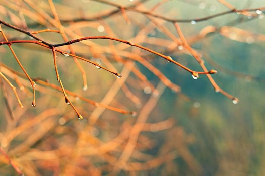 Beautiful frame of nature. Tree branch with dew drops and sun.