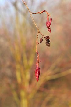 Beautiful shot of tree with berries. Colorful nature background with sun. Alnus incana - Moench.