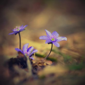 Spring flower. Beautiful blooming first small flowers in the forest. Hepatica. (Hepatica nobilis)