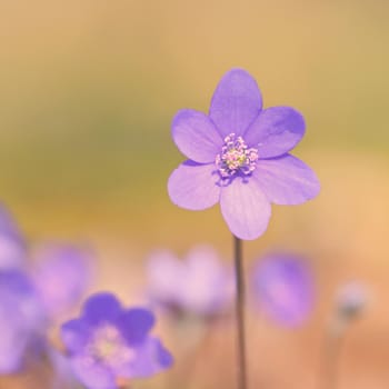 Spring flower. Beautiful blooming first small flowers in the forest. Hepatica. (Hepatica nobilis)