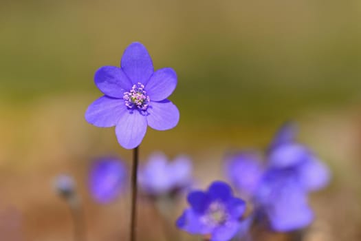 Spring flower. Beautiful blooming first small flowers in the forest. Hepatica. (Hepatica nobilis)