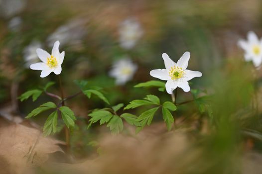 Spring white flowers in the grass Anemone (Isopyrum thalictroides)