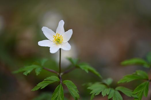 Spring white flowers in the grass Anemone (Isopyrum thalictroides)