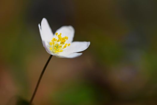 Spring white flowers in the grass Anemone (Isopyrum thalictroides)