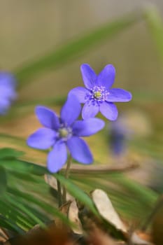 Spring flower. Beautiful purple plant in the forest. Colorful natural background. (Hepatica nobilis)