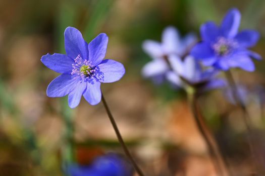 Spring flower. Beautiful blooming first small flowers in the forest. Hepatica. (Hepatica nobilis)