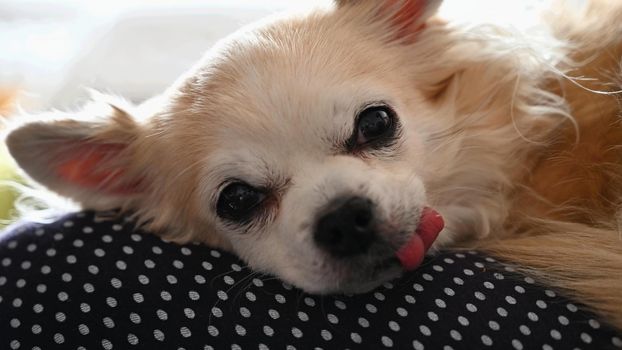 Beautiful little pet. Dog - Chihuahua.
