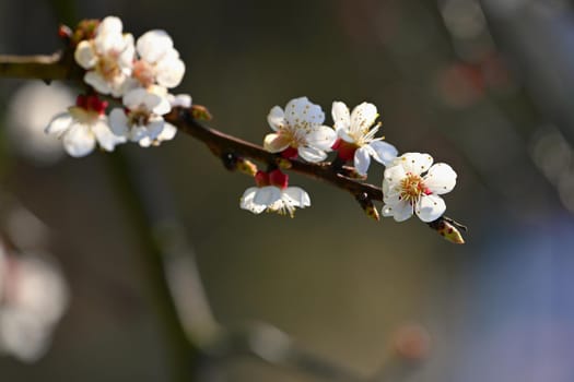 Beautifully flowering spring tree. Colorful nature background in spring time. Sunny day outdoors in nature.