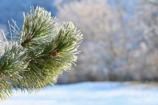 Frost and snow on branches. Beautiful winter seasonal  background. Photo of frozen nature.