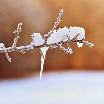 Frost and snow on branches. Beautiful winter seasonal  background. Photo of frozen nature.