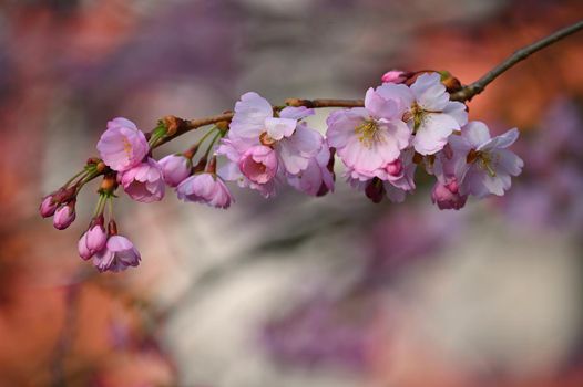 Beautifully flowering spring tree. Colorful nature background in spring time. Sunny day outdoors in nature.