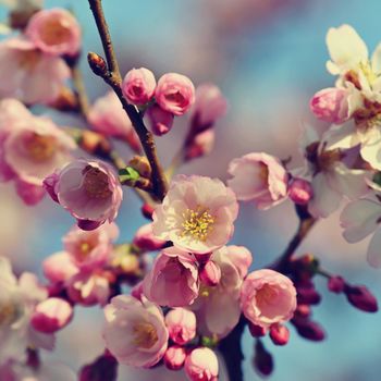 Beautifully flowering spring tree. Cherry blossom sakura in spring time. Colorful nature background .