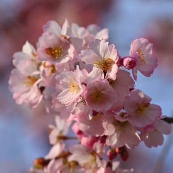 Beautifully flowering spring tree. Cherry blossom sakura in spring time. Colorful nature background .