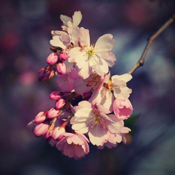 Beautifully flowering spring tree. Cherry blossom sakura in spring time. Colorful nature background .