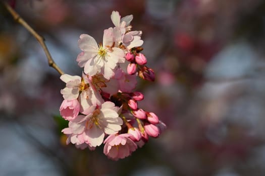 Beautifully flowering spring tree. Cherry blossom sakura in spring time. Colorful nature background .