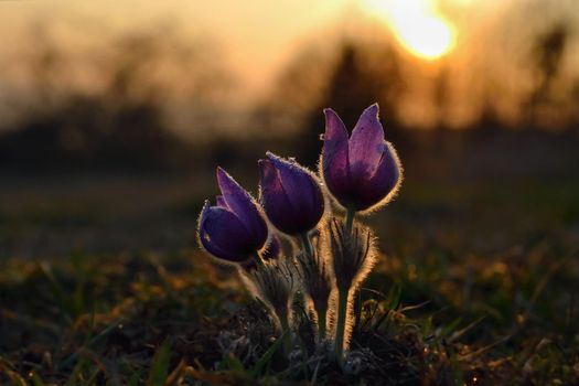 Spring and springtime. Blooming beautiful flowers on a meadow in nature. Pasque flower and sun with a natural colored background. (Pulsatilla grandis)