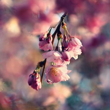 Beautifully flowering spring tree. Cherry blossom sakura in spring time. Colorful nature background .