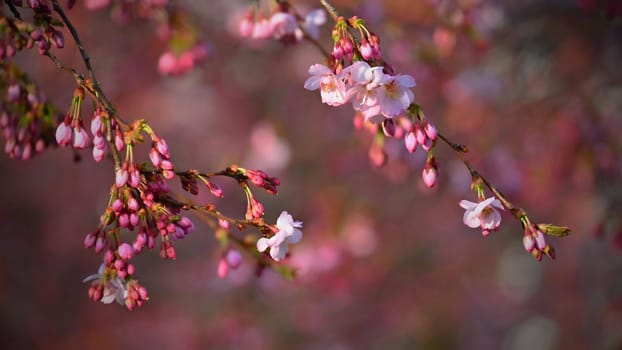 Spring blossom background. Beautiful nature scene with blooming tree in springtime. 