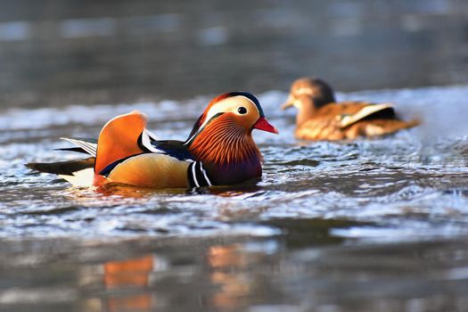 Closeup male mandarin duck (Aix galericulata) swimming on the water with reflection. A beautiful bird living in the wild.