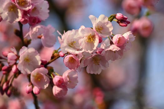 Beautifully flowering spring tree. Colorful nature background in spring time. Sunny day outdoors in nature.