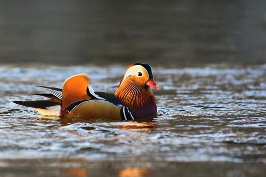 A colourful male mandarin duck. (Aix galericulata)