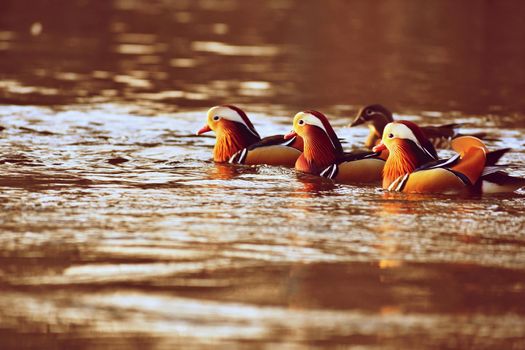 Closeup male mandarin duck (Aix galericulata) swimming on the water with reflection. A beautiful bird living in the wild.