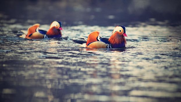 Closeup male mandarin duck (Aix galericulata) swimming on the water with reflection. A beautiful bird living in the wild.