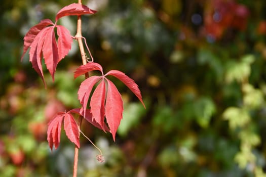 Beautiful colorful autumn leaves on tree. Colorful nature background and concept for autumn season.