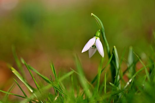 First spring flowers with colorful natural background on a sunny day. Beautiful little white snowdrops in the grass. End of winter season in nature. (Galanthus nivalis)