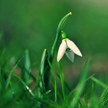 First spring flowers with colorful natural background on a sunny day. Beautiful little white snowdrops in the grass. End of winter season in nature. (Galanthus nivalis)