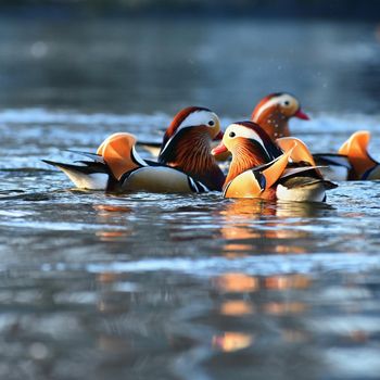 A colourful male mandarin duck. (Aix galericulata)