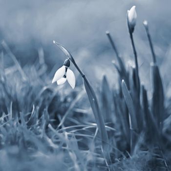 First spring flowers with colorful natural background on a sunny day. Beautiful little white snowdrops in the grass. End of winter season in nature. (Galanthus nivalis)