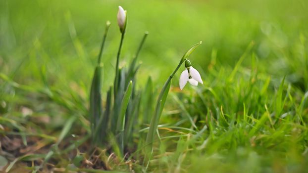 First spring flowers with colorful natural background on a sunny day. Beautiful little white snowdrops in the grass. End of winter season in nature. (Galanthus nivalis)