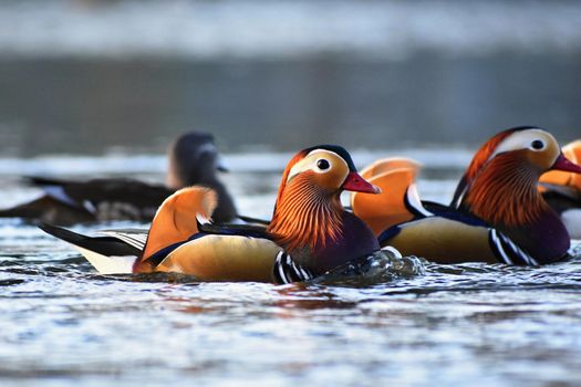 Closeup male mandarin duck (Aix galericulata) swimming on the water with reflection. A beautiful bird living in the wild.