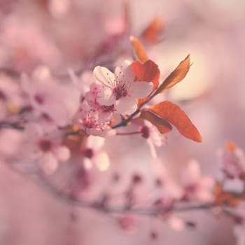 Beautiful flowering Japanese cherry Sakura. Season Background. Outdoor natural blurred background with flowering tree in spring sunny day.