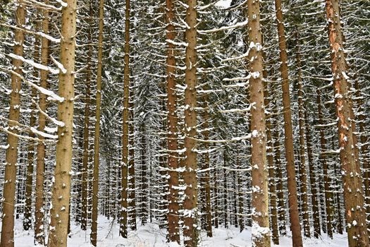 Snowy trees in forest. Beautiful concept for winter, nature and forest.