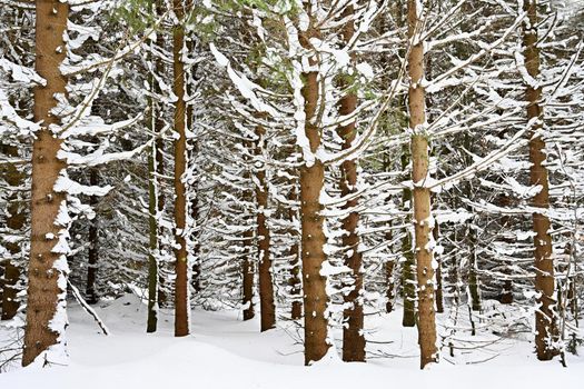 Snowy trees in forest. Beautiful concept for winter, nature and forest.