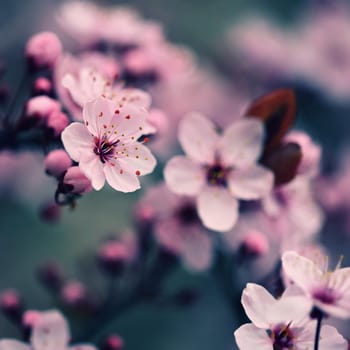 Beautiful flowering Japanese cherry Sakura. Season Background. Outdoor natural blurred background with flowering tree in spring sunny day.