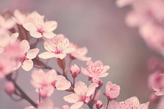 Branches of blossoming cherry. Background in spring on nature outdoors. Pink sakura flowers in springtime.