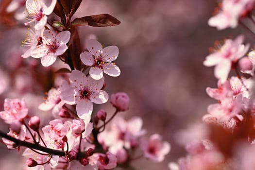 Branches of blossoming cherry. Background in spring on nature outdoors. Pink sakura flowers in springtime.