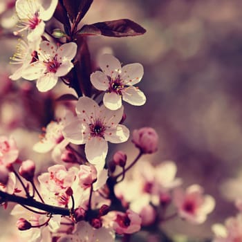 Beautiful flowering Japanese cherry Sakura. Season Background. Outdoor natural blurred background with flowering tree in spring sunny day.