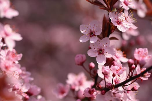 Branches of blossoming cherry. Background in spring on nature outdoors. Pink sakura flowers in springtime.