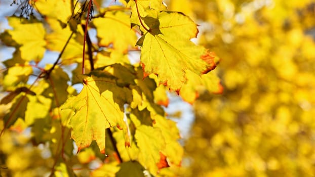 Beautiful colorful autumn leaves on tree. Colorful nature background and concept for autumn season.