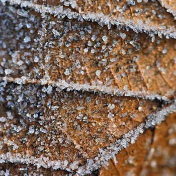 Beautiful macro shot of frozen leaf. Colorful nature background.