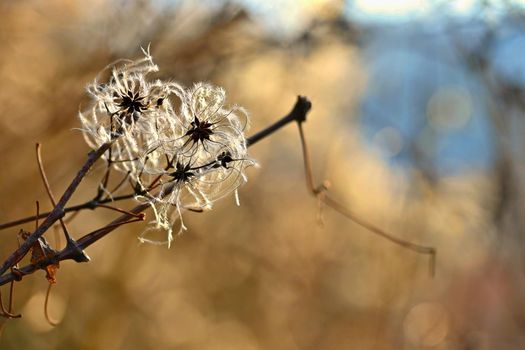 Frost and snow on branches. Beautiful winter seasonal  background. Photo of frozen nature.