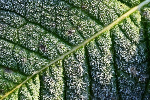 Beautiful macro shot of frozen leaf. Colorful nature background.